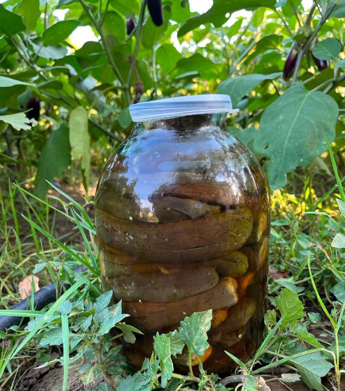 Badımcan tutması