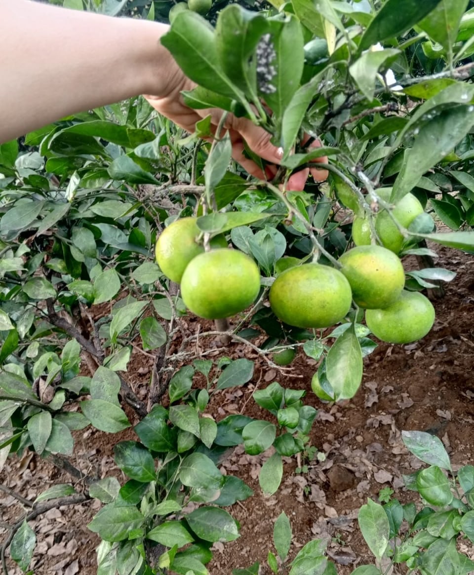 Mandarin