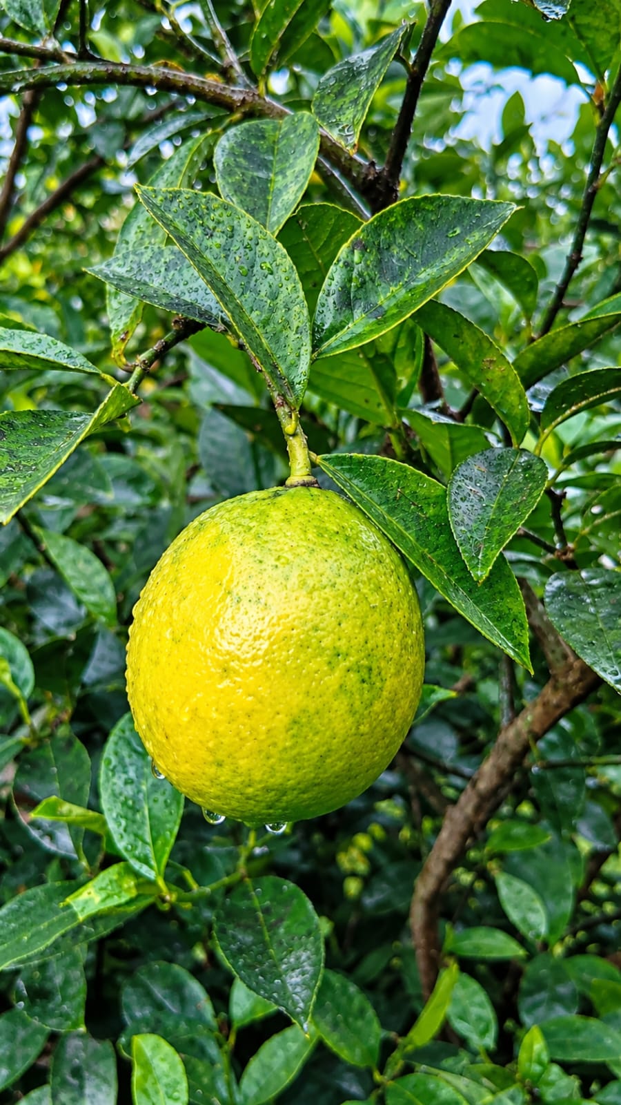 Limon (böyük ölçü)