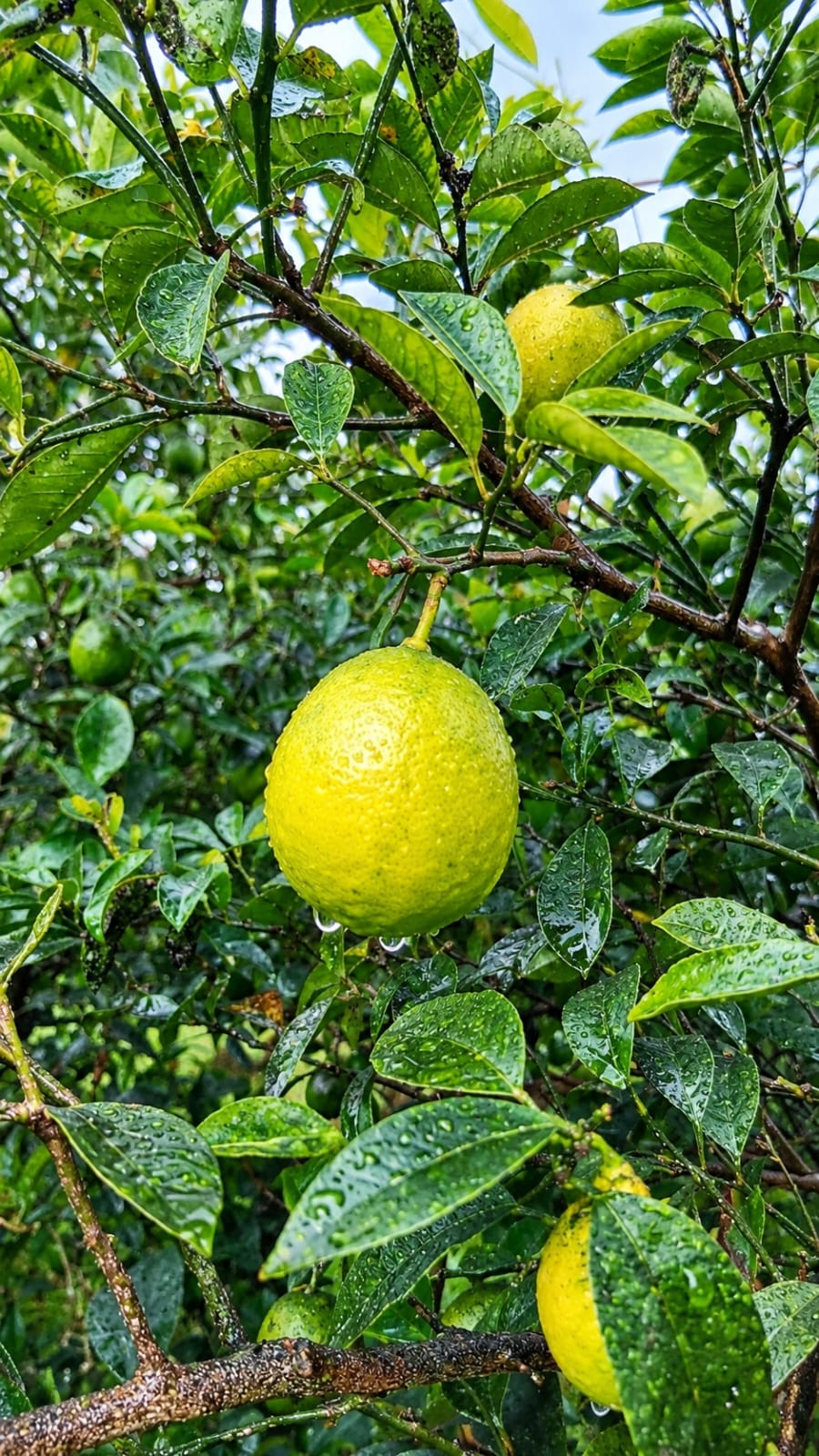 Limon (orta ölçü)