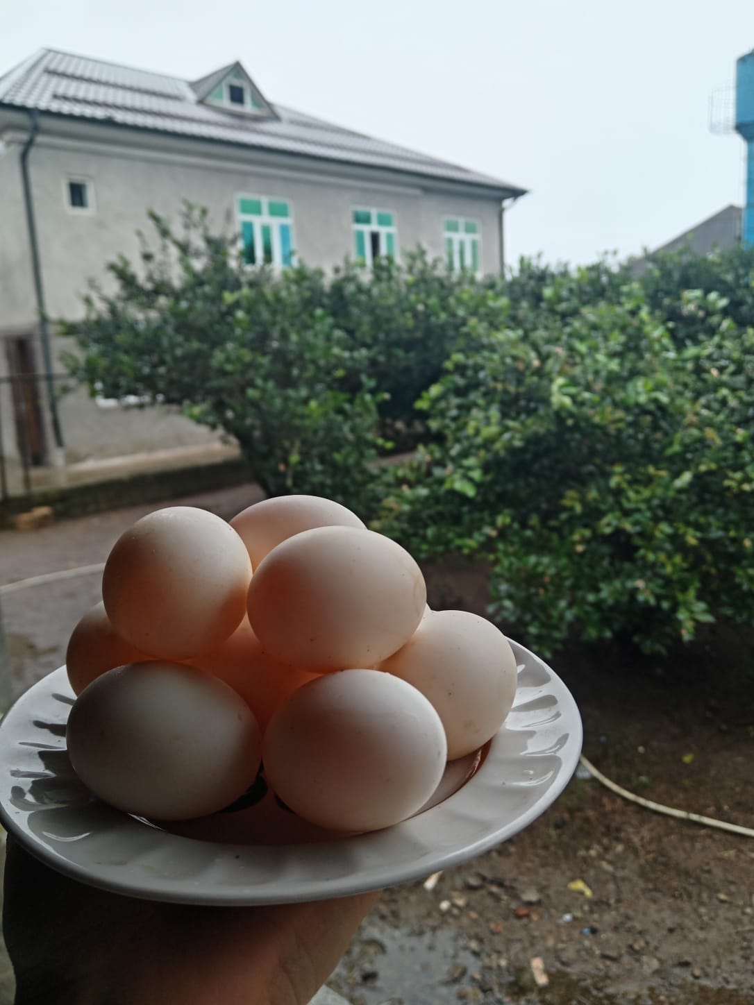 Ördək yumurtası