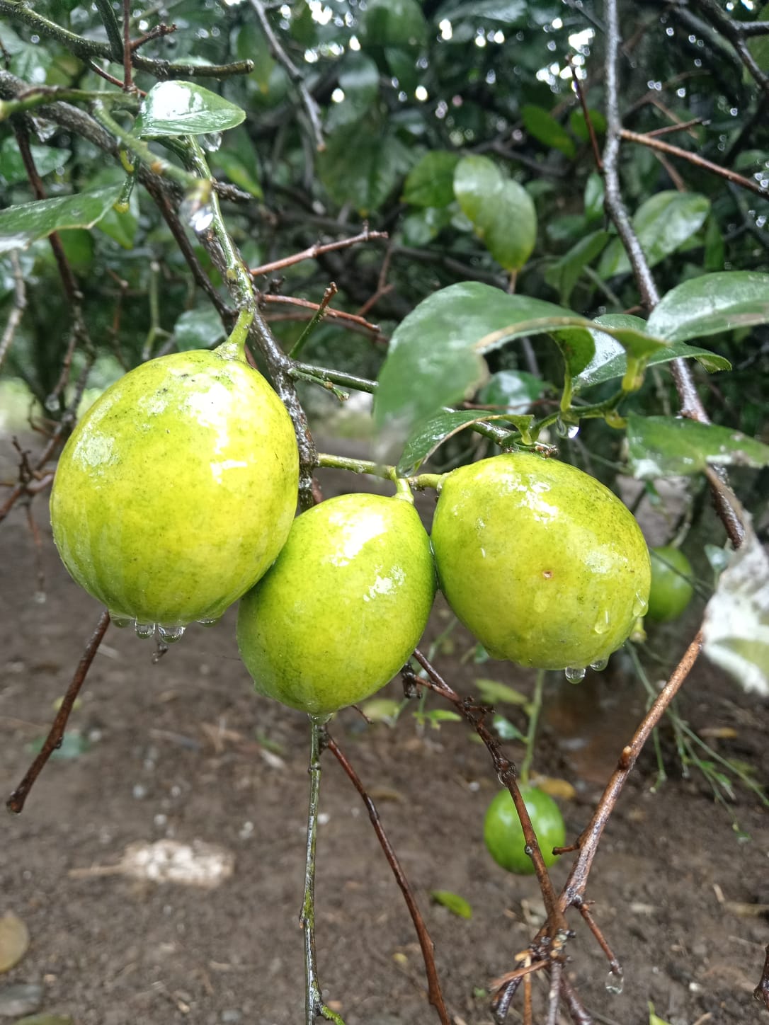 Limon (böyük ölçü)