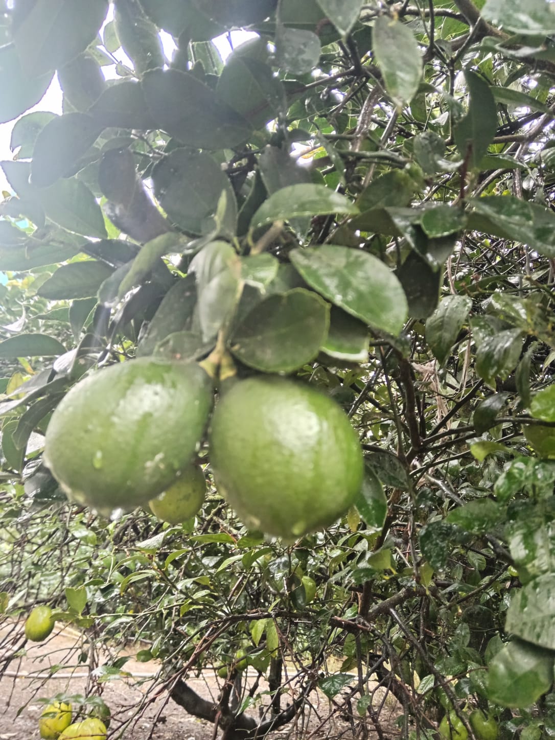Limon (orta ölçü)