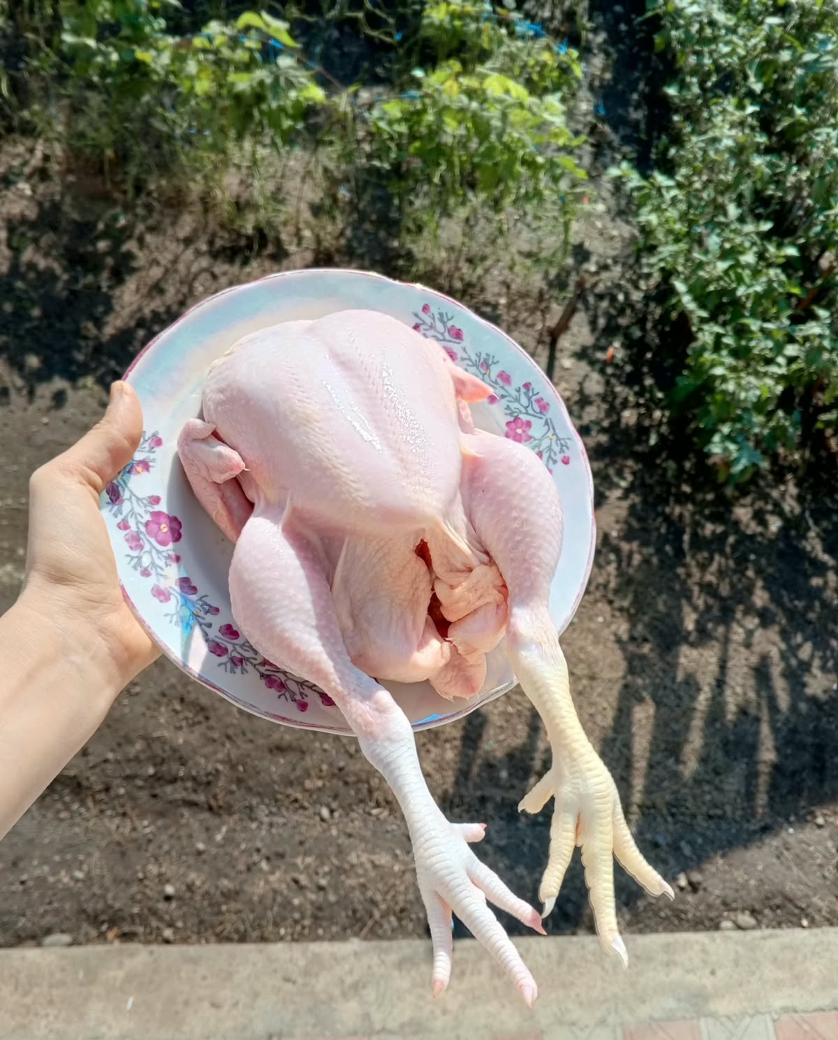 Çiy kuban toyuğu
