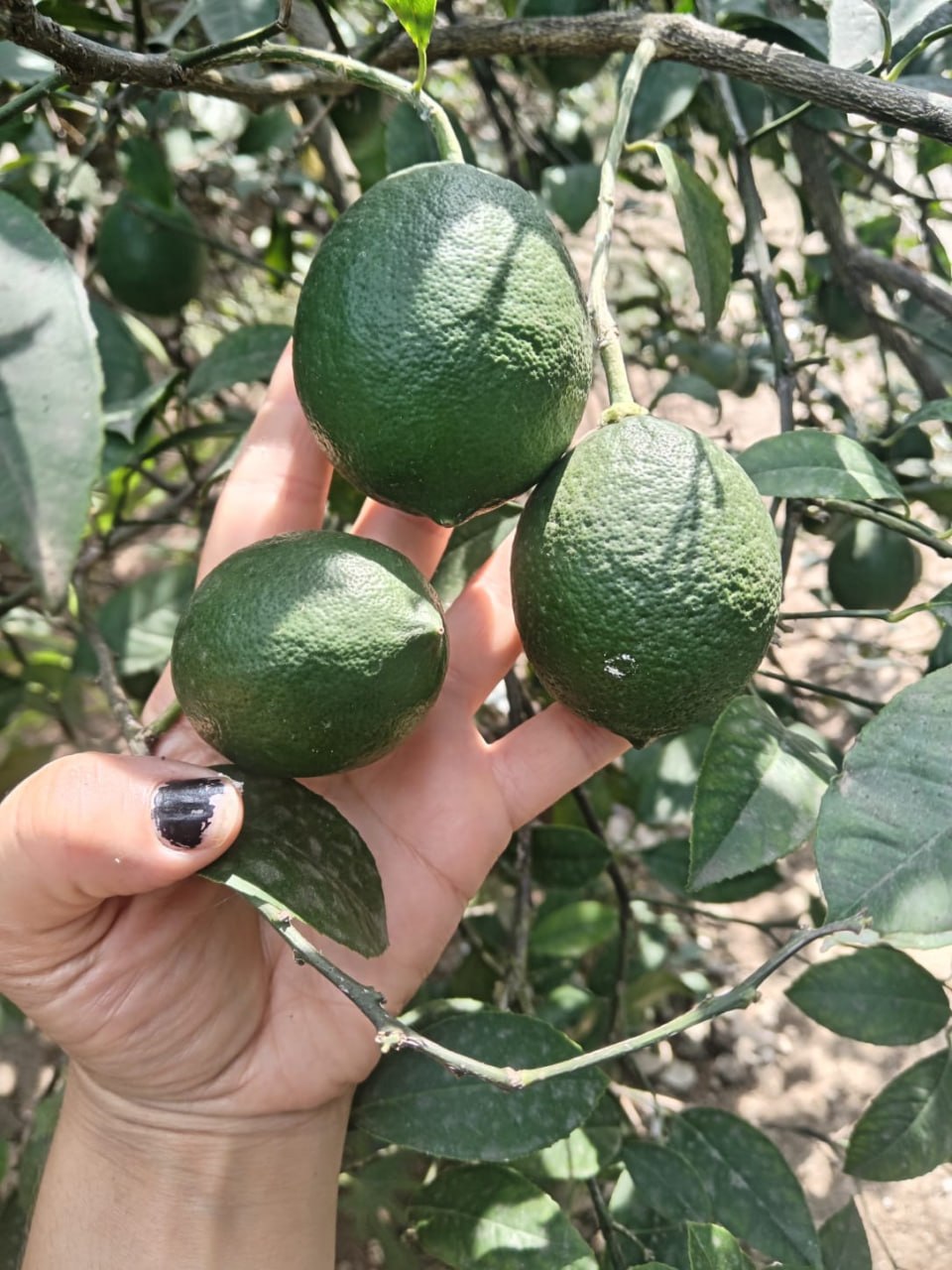 Limon (kiçik ölçü)