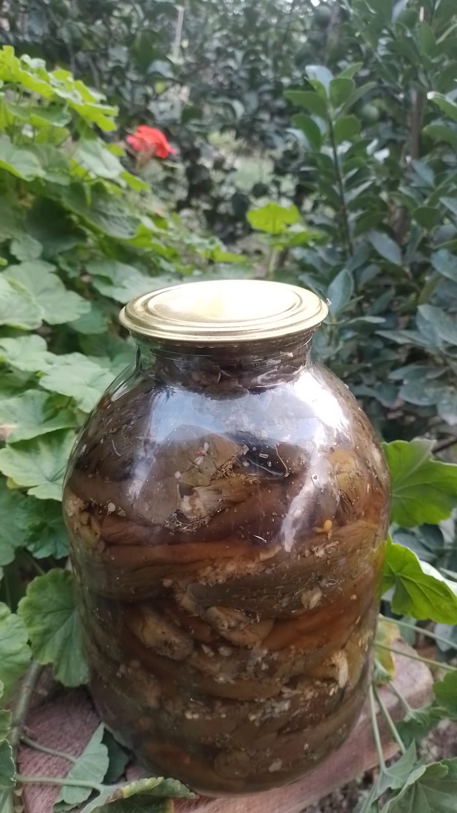 Badımcan tutması