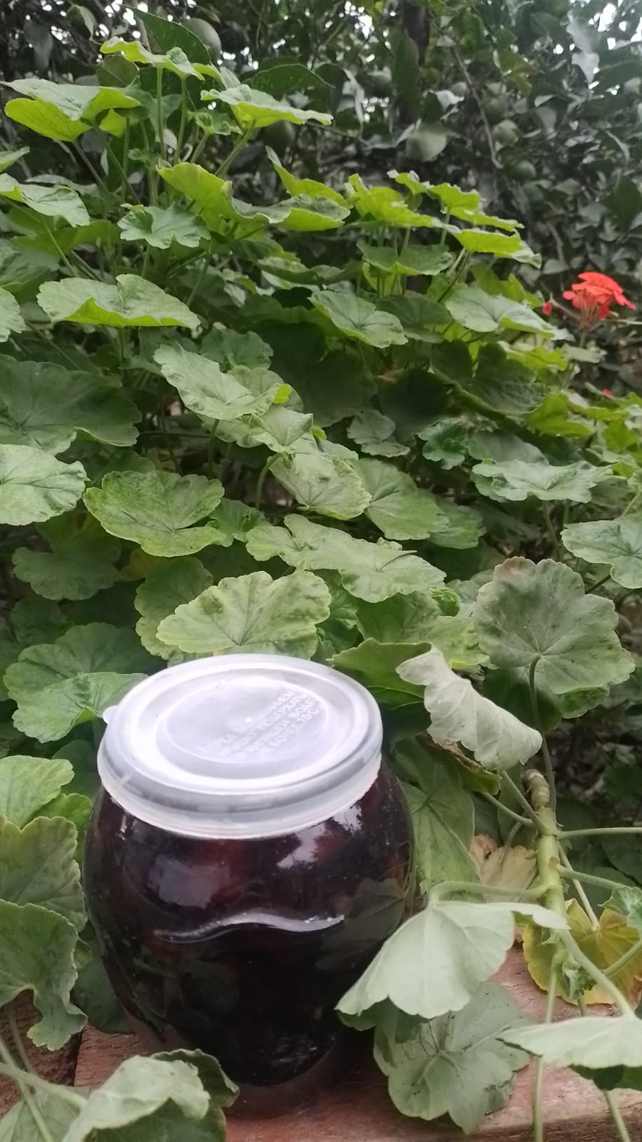 Zoğal mürəbbəsi