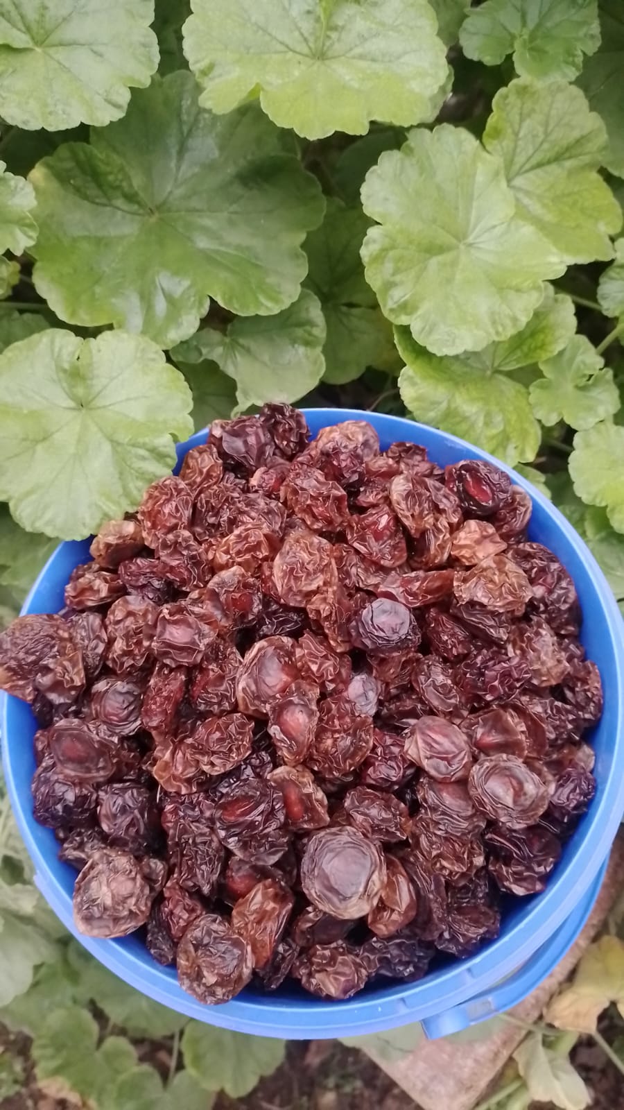 Alça qurusu