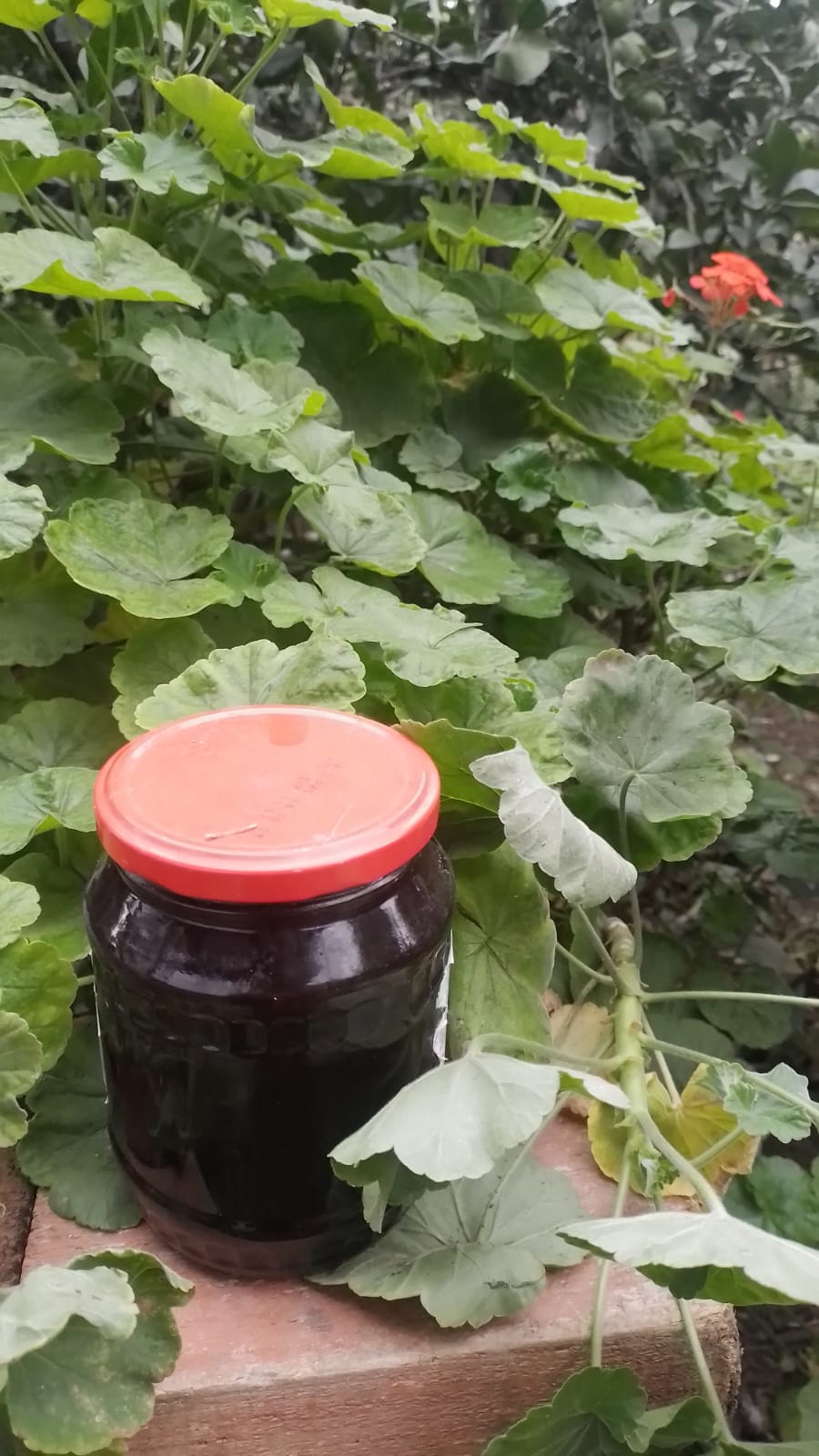 Böyürtkən mürəbbəsi