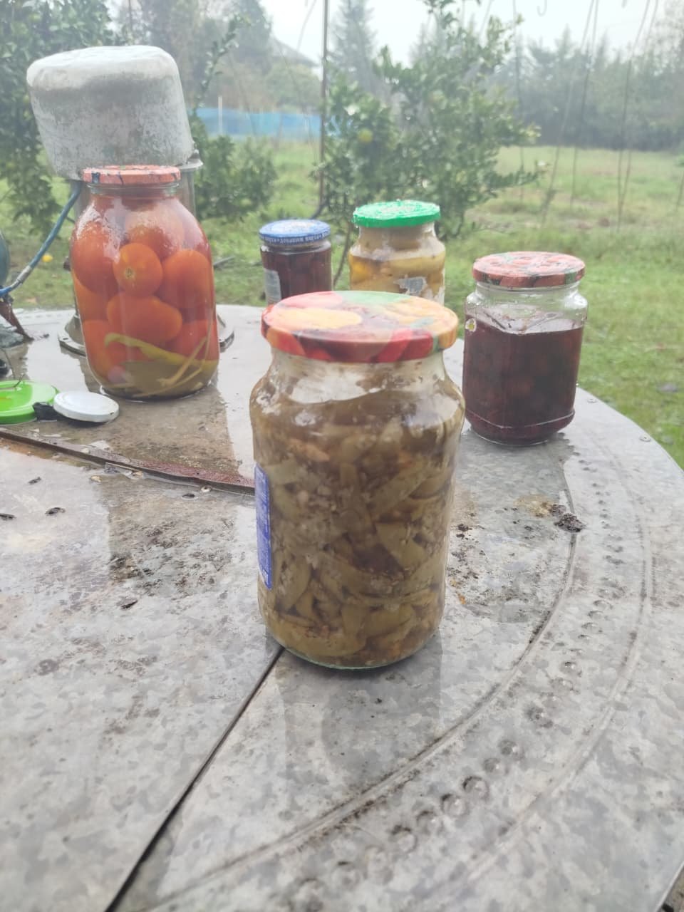 Lobya tutması
