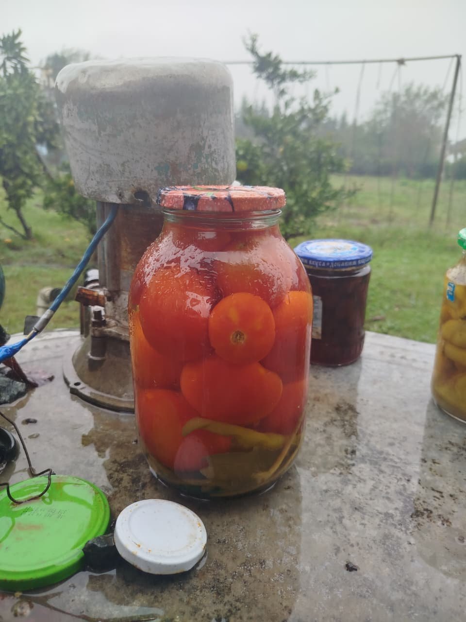 Marinə edilmiş pomidor
